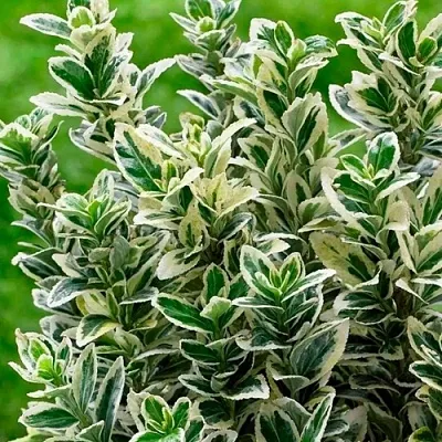 Бересклет  Бересклет в Москве