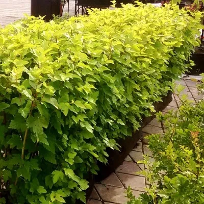 Комплект АНГЕЛ ГОЛД в Москве