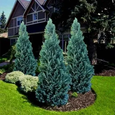 Кипарисовик ВАН ПЕЛЬТС БЛЮ лавсона — описание сорта Кипарисовик ВАН ПЕЛЬТС БЛЮ лавсона в Москве