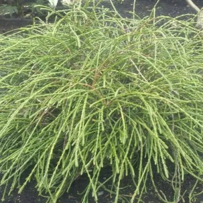 Туя ФИЛИФОРМИС   — описание сорта Туя ФИЛИФОРМИС   в Москве