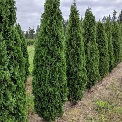 Туя ДЕГРУТ СПАЙР западная — описание сорта Туя ДЕГРУТ СПАЙР западная в Москве