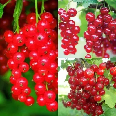 Комплект КРАСНЫЙ УРОЖАЙ — описание сорта Комплект КРАСНЫЙ УРОЖАЙ в Москве