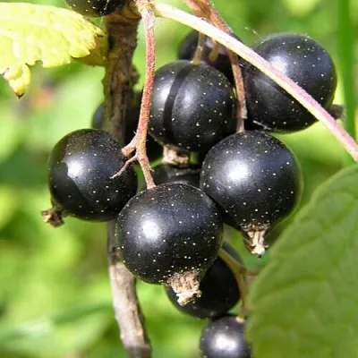 Смородина чёрная ПАМЯТЬ ВАВИЛОВА  Смородина чёрная ПАМЯТЬ ВАВИЛОВА в Москве