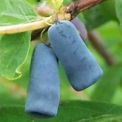 Жимолость съедобная ЗИНРИ — описание сорта Жимолость съедобная ЗИНРИ в Москве