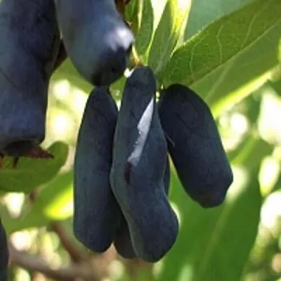 Жимолость съедобная РОКСАНА в Москве