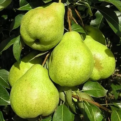 Груша АВГУСТОВСКАЯ РОСА в Москве