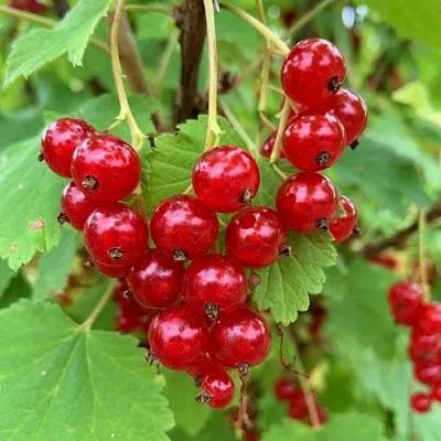 Смородина красная МААРСЕС ПРОМИНЕНТ  Смородина красная МААРСЕС ПРОМИНЕНТ в Москве