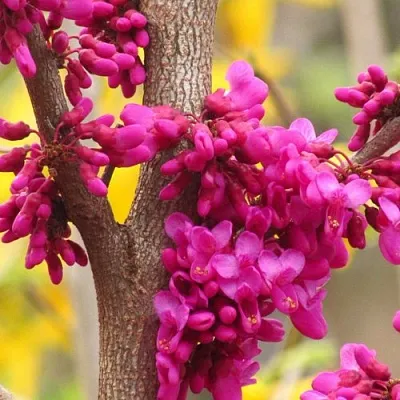 Церцис  Церцис в Москве