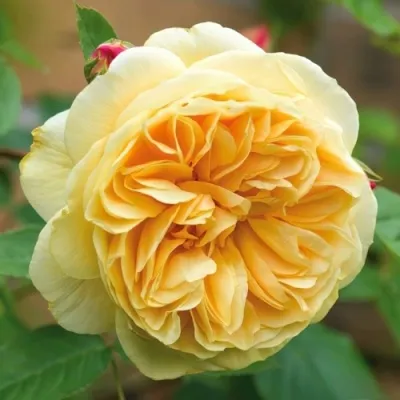 Саженцы роз ТИЗИНГ ДЖОРДЖИЯ английская — описание сорта Саженцы роз ТИЗИНГ ДЖОРДЖИЯ английская в Москве