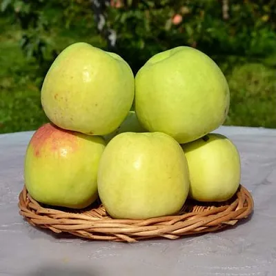 Яблоня БИРСКОЕ ГРУШЕВОЕ (БИЧИК)  Яблоня БИРСКОЕ ГРУШЕВОЕ (БИЧИК) в Москве