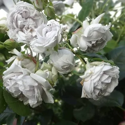 Саженцы роз ГРИЗЕЛИС шраб  Саженцы роз ГРИЗЕЛИС шраб в Москве