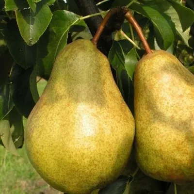 Груша СИЛЬВА — описание сорта Груша СИЛЬВА в Москве