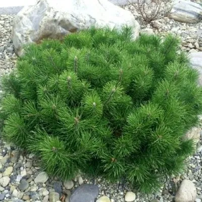 Сосна горная МУГУС — описание сорта Сосна горная МУГУС в Москве