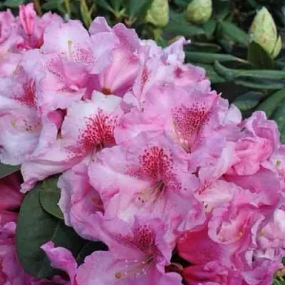 Рододендрон КЛАУДИУС  Рододендрон КЛАУДИУС в Москве