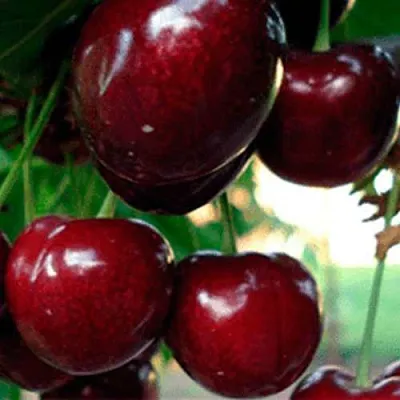 Черешня ВАСИЛИСА  Черешня ВАСИЛИСА в Москве