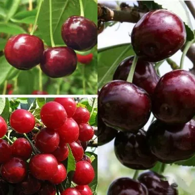 Комплект ВИШНЕВЫЙ САД — описание сорта Комплект ВИШНЕВЫЙ САД в Москве