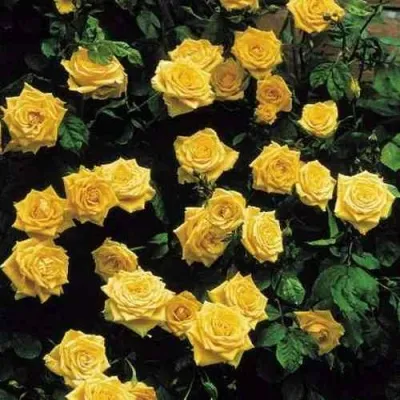 Саженцы роз ЛАНДОРА чайно-гибридная — описание сорта Саженцы роз ЛАНДОРА чайно-гибридная в Москве