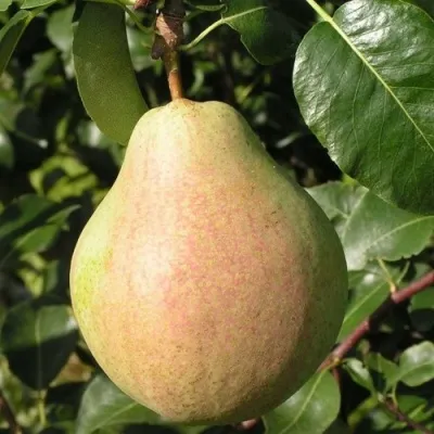 Груша ЛИРА в Москве