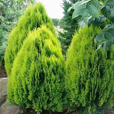Туя восточная  Туя восточная в Москве
