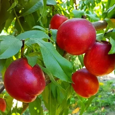 Нектарин НЕКТАРЕД-4 — описание сорта Нектарин НЕКТАРЕД-4 в Москве