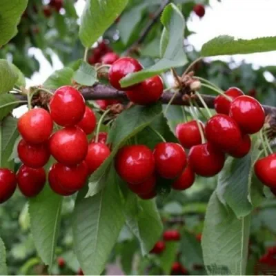 Черешня ДОНЕЦКАЯ КРАСАВИЦА — описание сорта Черешня ДОНЕЦКАЯ КРАСАВИЦА в Москве