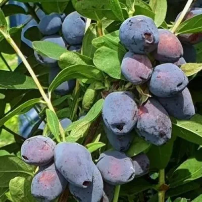 Жимолость съедобная БЛУ ТРЕЖЭ (ГОЛУБОЕ СОКРОВИЩЕ) — описание сорта Жимолость съедобная БЛУ ТРЕЖЭ (ГОЛУБОЕ СОКРОВИЩЕ) в Москве
