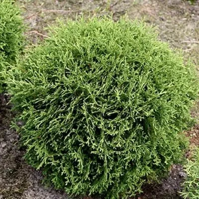 Туя ТИНИ ТИМ западная — описание сорта Туя ТИНИ ТИМ западная в Москве