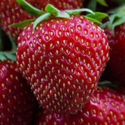 Клубника НАНДИ — описание сорта Клубника НАНДИ в Москве