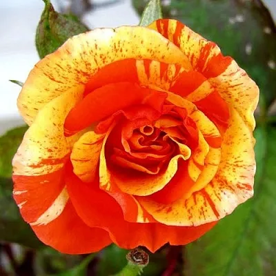 Саженцы роз АПЕЛЬСИН И ЛИМОН флорибунда  Саженцы роз АПЕЛЬСИН И ЛИМОН флорибунда в Москве