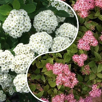 Комплект ТАЛАНТЛИВЫЙ САДОВОД  Комплект ТАЛАНТЛИВЫЙ САДОВОД в Москве