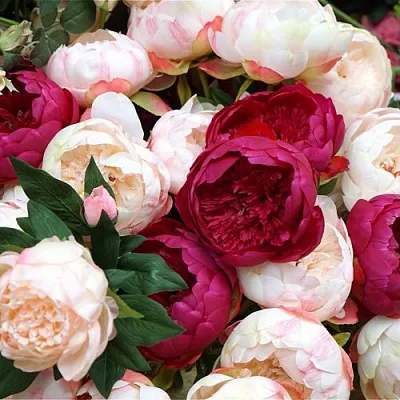 Пионы  Пионы в Москве