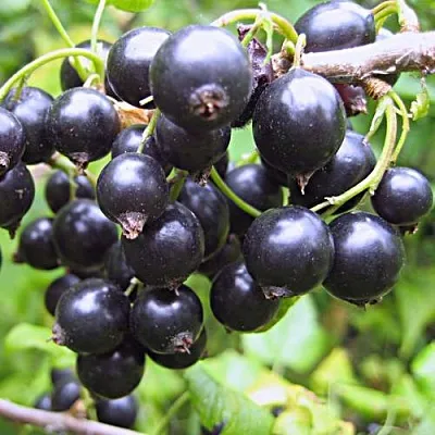 Смородина черная МОНИСТО  Смородина черная МОНИСТО в Москве