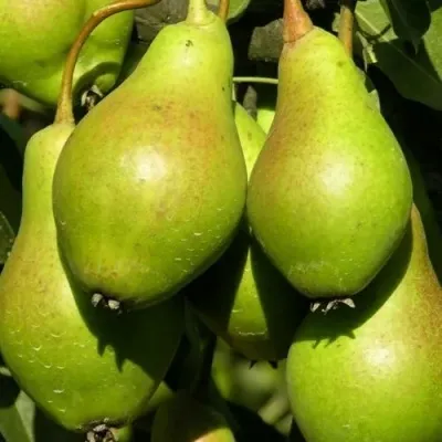 Груша АННУШКА — описание сорта Груша АННУШКА в Москве