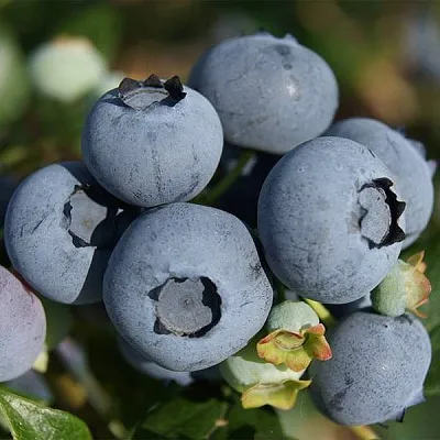 Высокорослые сорта Высокорослые сорта в Москве