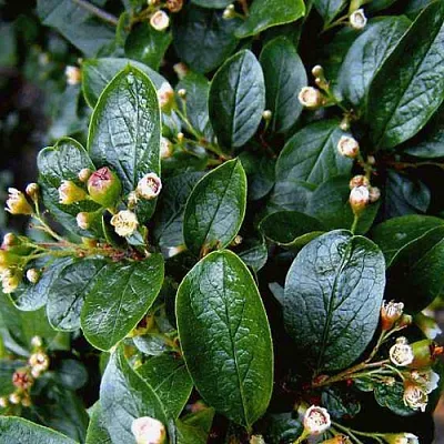 Кизильник  Кизильник в Москве