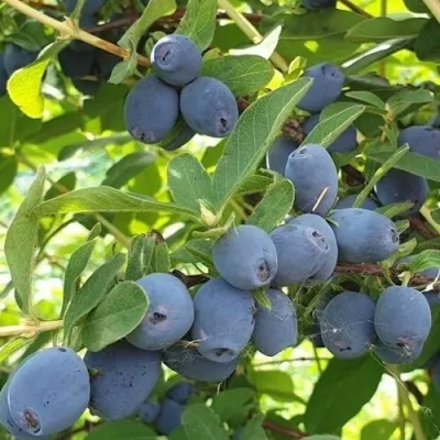 Жимолость съедобная КЛУБНИЧНАЯ СЕНСАЦИЯ — описание сорта Жимолость съедобная КЛУБНИЧНАЯ СЕНСАЦИЯ в Москве