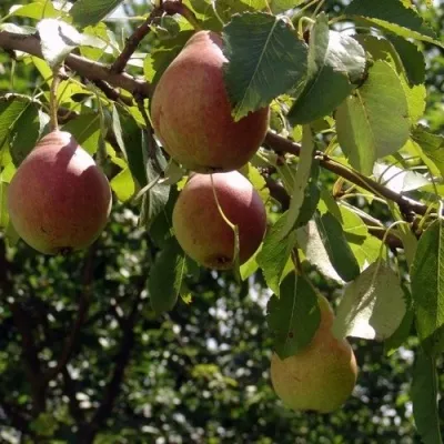 Груша ЛИРА в Москве