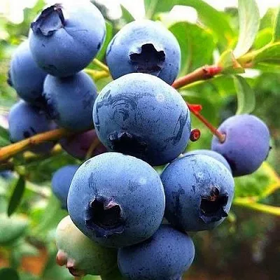 Низкорослые сорта Низкорослые сорта в Москве