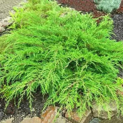 Микробиота ЯКОБСЕН перекрестнопарная — описание сорта Микробиота ЯКОБСЕН перекрестнопарная в Москве