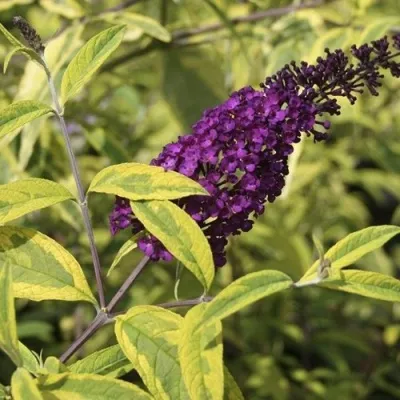 Буддлея давида САНТАНА  — описание сорта Буддлея давида САНТАНА  в Москве