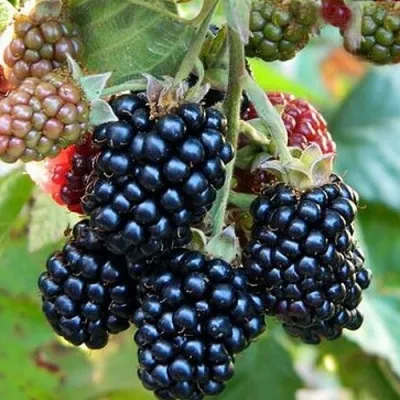 Ежевика ОУАЧИТА бесшипная — описание сорта Ежевика ОУАЧИТА бесшипная в Москве