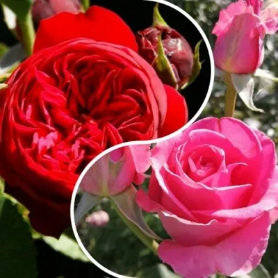 Комплект РОМАНТИЧЕСКИЙ БУКЕТ — описание сорта Комплект РОМАНТИЧЕСКИЙ БУКЕТ в Москве