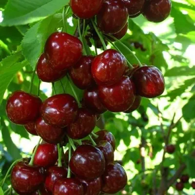 Вишня ВОСТОРГ колонновидная — описание сорта Вишня ВОСТОРГ колонновидная в Москве