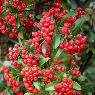 Пираканта РЕД КУИШОН  Пираканта РЕД КУИШОН в Москве