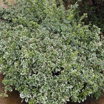 Бересклет ЭМЕРАЛЬД ГАИТИ форчуна — описание сорта Бересклет ЭМЕРАЛЬД ГАИТИ форчуна в Москве