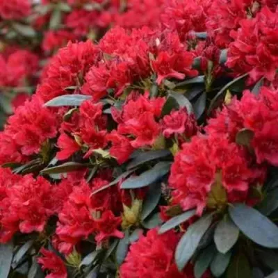 Рододендрон БУЗУКИ — описание сорта Рододендрон БУЗУКИ в Москве