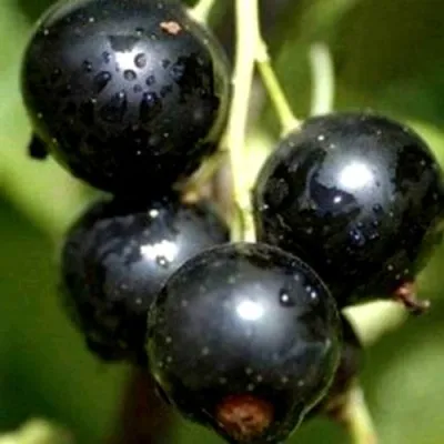 Смородина чёрная ВИНОГРАДНАЯ в Москве