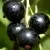 Смородина чёрная ВИНОГРАДНАЯ в Москве