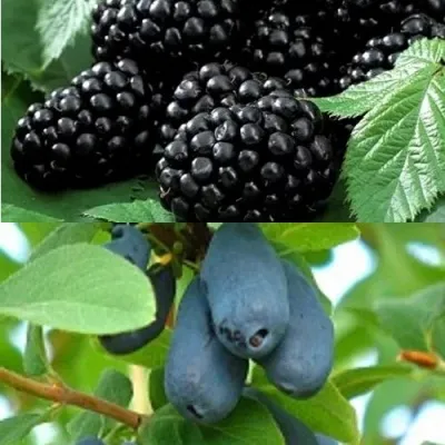 Комплект ЯГОДНЫЙ ДУЭТ — описание сорта Комплект ЯГОДНЫЙ ДУЭТ в Москве