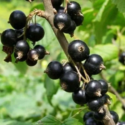 Смородина черная ВОЛОГДА — описание сорта Смородина черная ВОЛОГДА в Москве